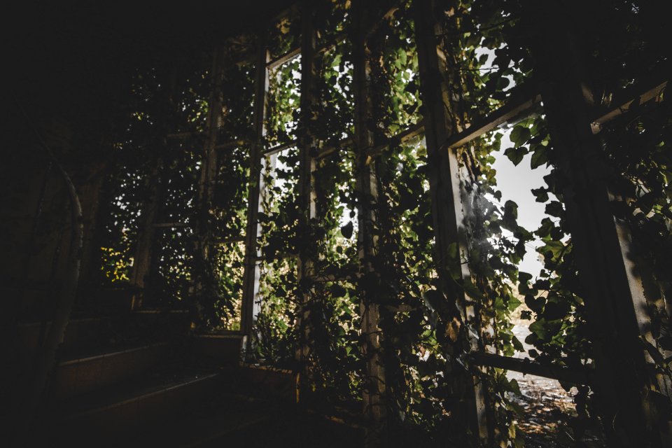 Wooden Stair With Green Leaf Plant Decors