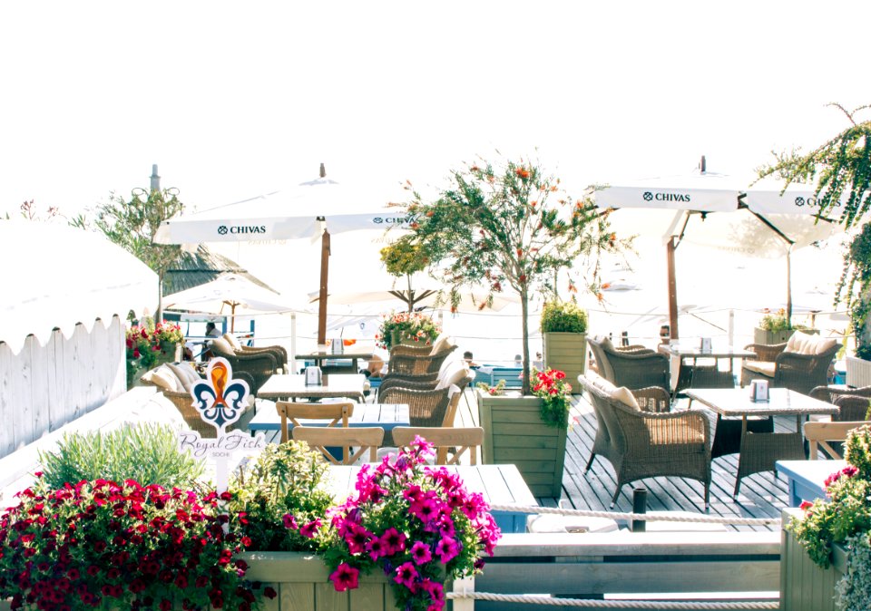 Red And Pink Petaled Flowers And Patio Set