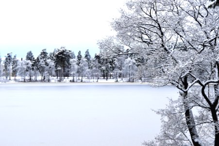 Photo Of Forest With Snow photo