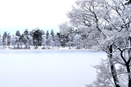 Photo Of Forest With Snow