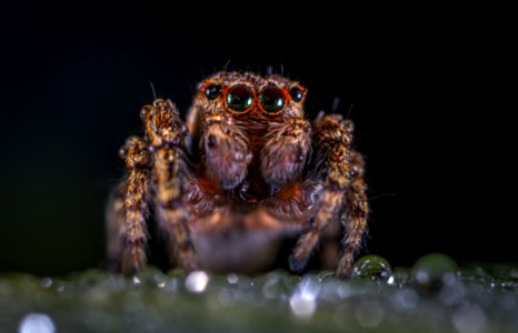 Macro Photography Of Brown Jumping Spider photo