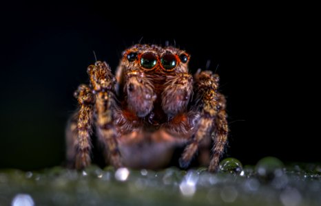 Macro Photography Of Brown Jumping Spider