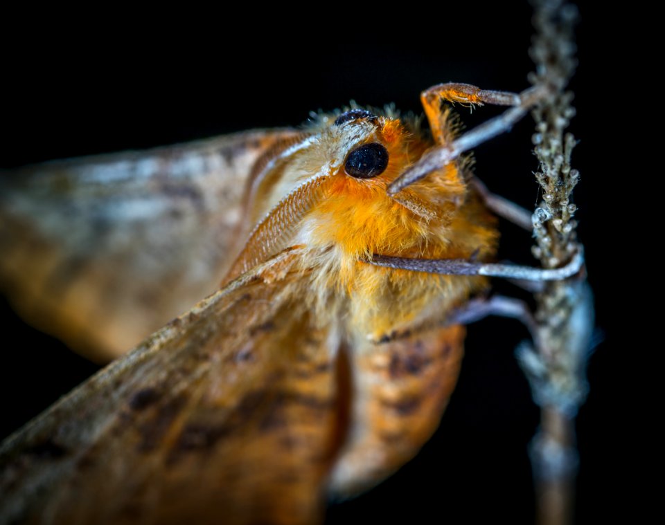 Close-Up Photography Of Brown And Orange Moth