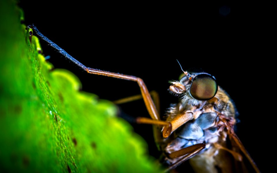 Macro Photography Of Brown Mosquito