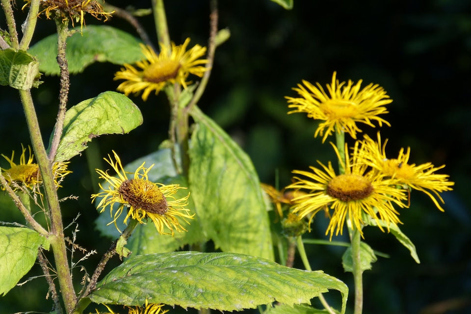 Iluna helenium composites medicinal plant