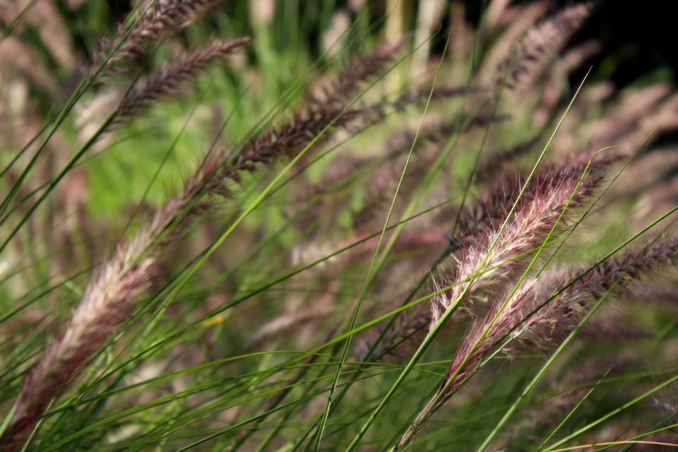 White And Black Grasses In Close-up Photography