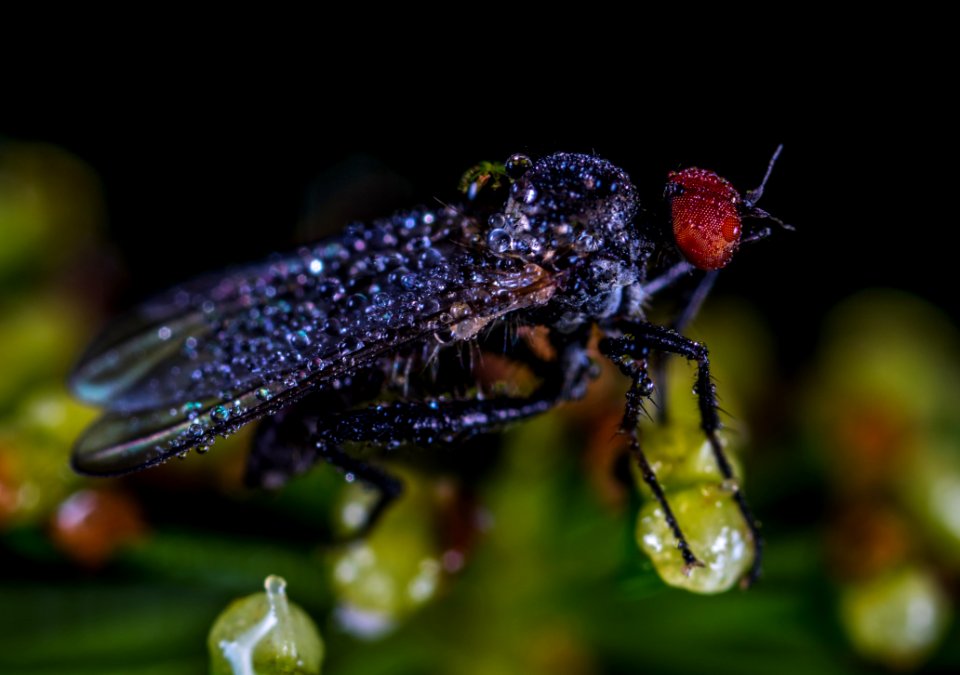 Black Fly With Dew