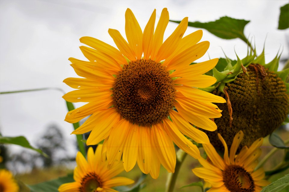 Yellow And Brown Sunflower Field Under The Cloudy Skies