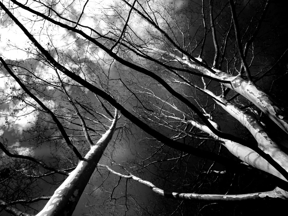 Trees Grayscale Low Angle Photography