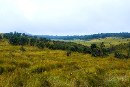 Green Grass