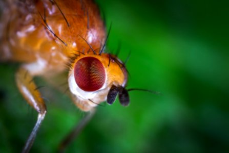 Macro Photography Of Fly