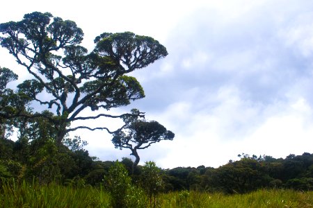 Green-leafed Tree photo