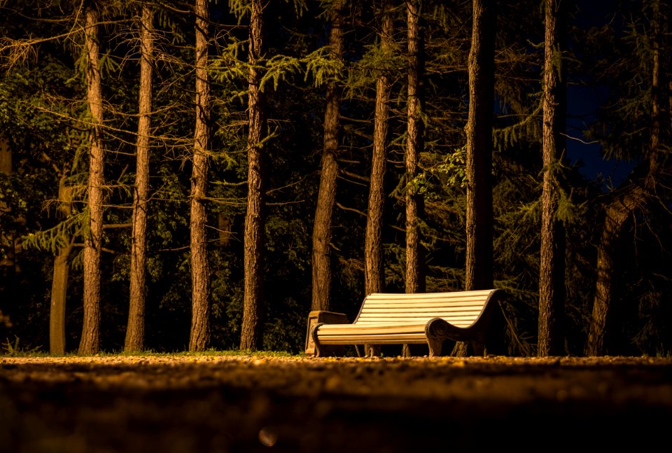 Brown Wooden Slatted Bench Near Brown Tree Trunk