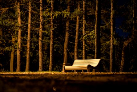 Brown Wooden Slatted Bench Near Brown Tree Trunk photo