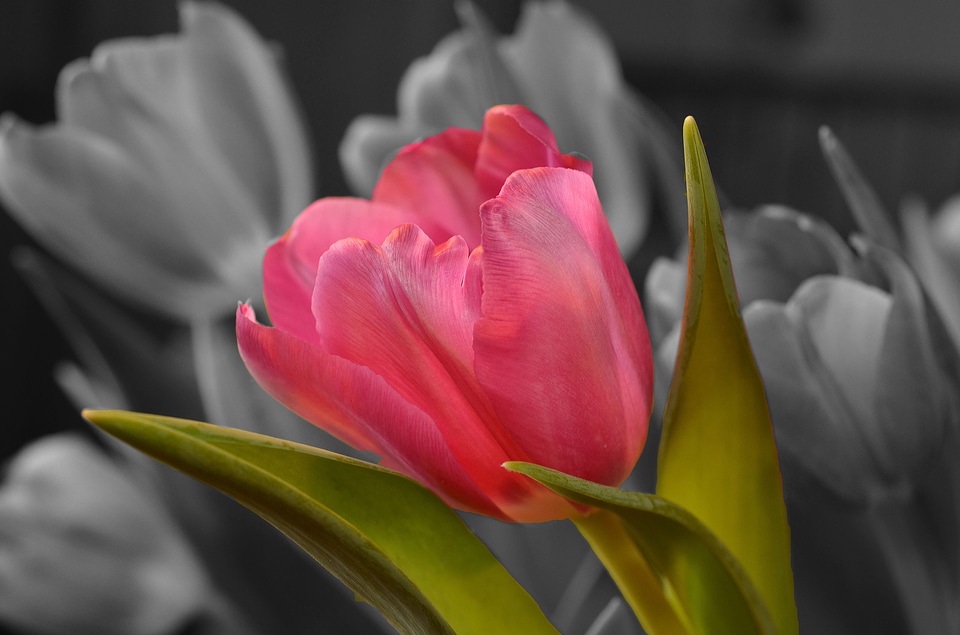Flower tulip pink photo