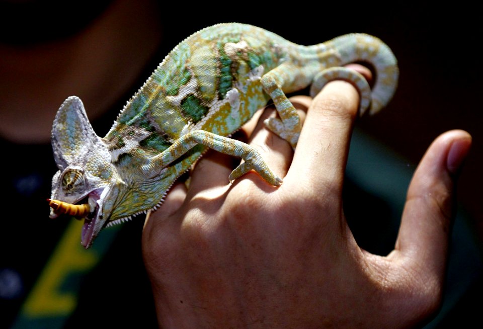 Animal Biology Blurred
