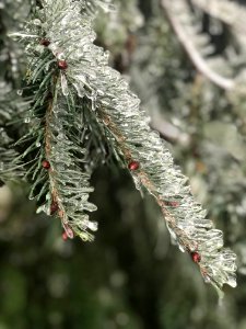 Icy Tree photo