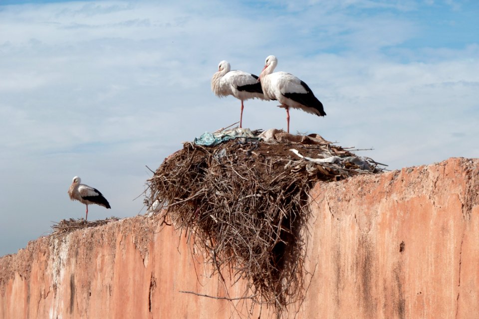 Two Birds On The Birds Nest Under White Clouds photo