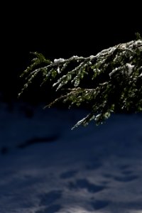 Photo Of Pine Tree Leaves With Snow photo
