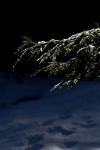Photo Of Pine Tree Leaves With Snow