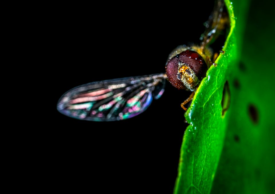 Close-up Photography Of Fly On Green Leaf Plant