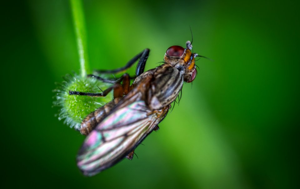 Micro Photography Of Black Common House Fly