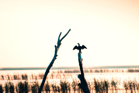 Bird Perched photo