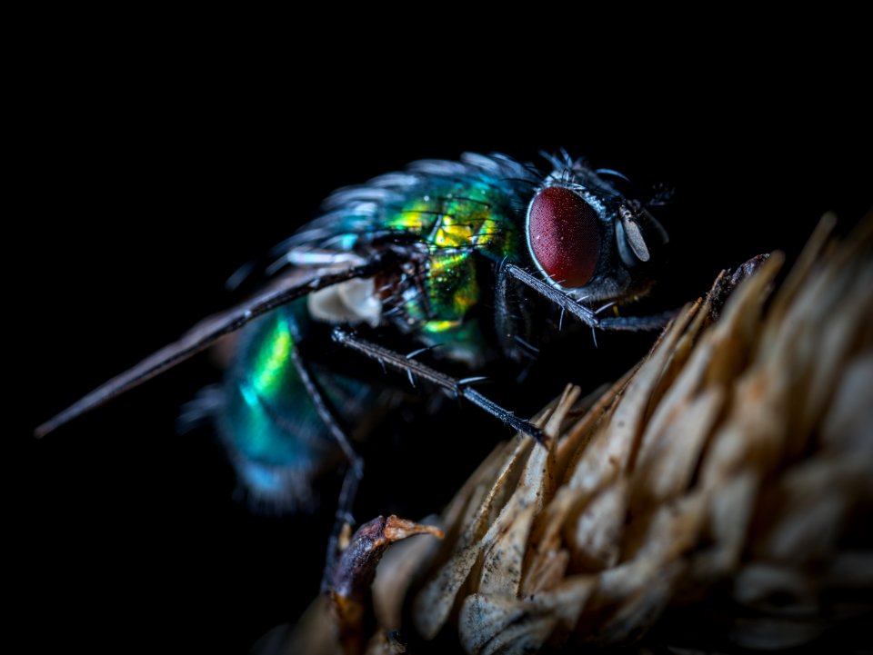 Macro Photography Green Bottleflty