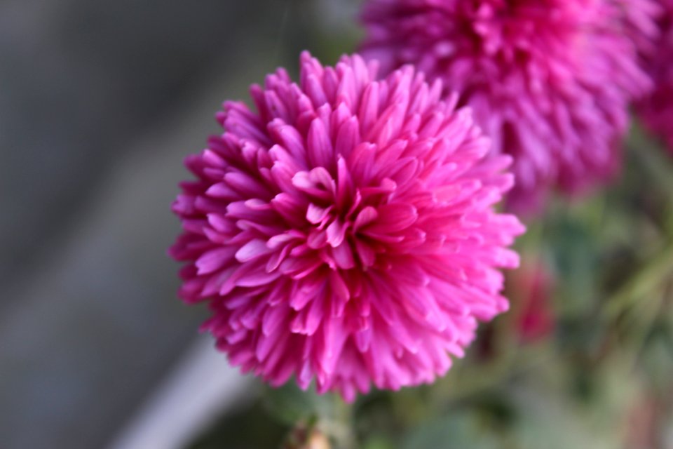 Close-up Photography Of Pink Dahlia Flower