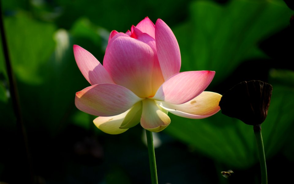 Pink Lotus Flower In Close Up Photography