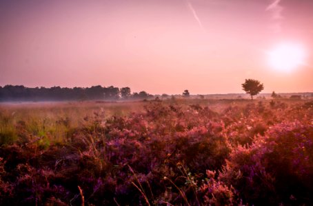 Grass Field