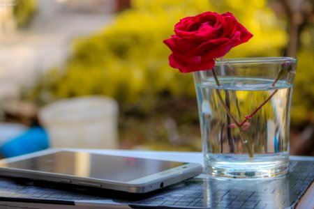 White Android Smartphone Near Clear Glass Vase With Red Rose photo