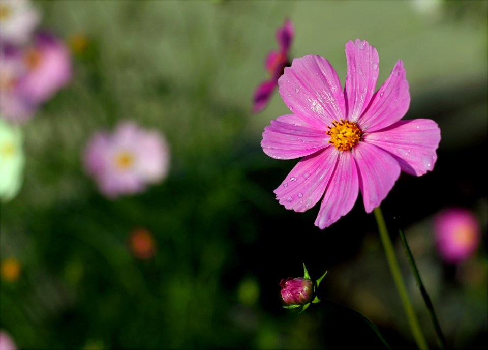 Purple Petaled Flower