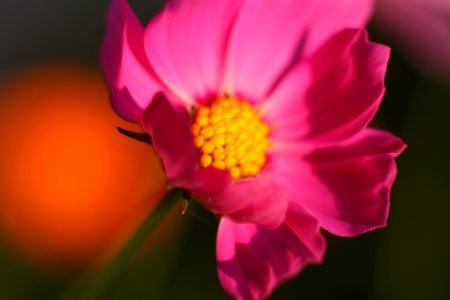 Tilt Photography Of Pink Petaled Flower photo