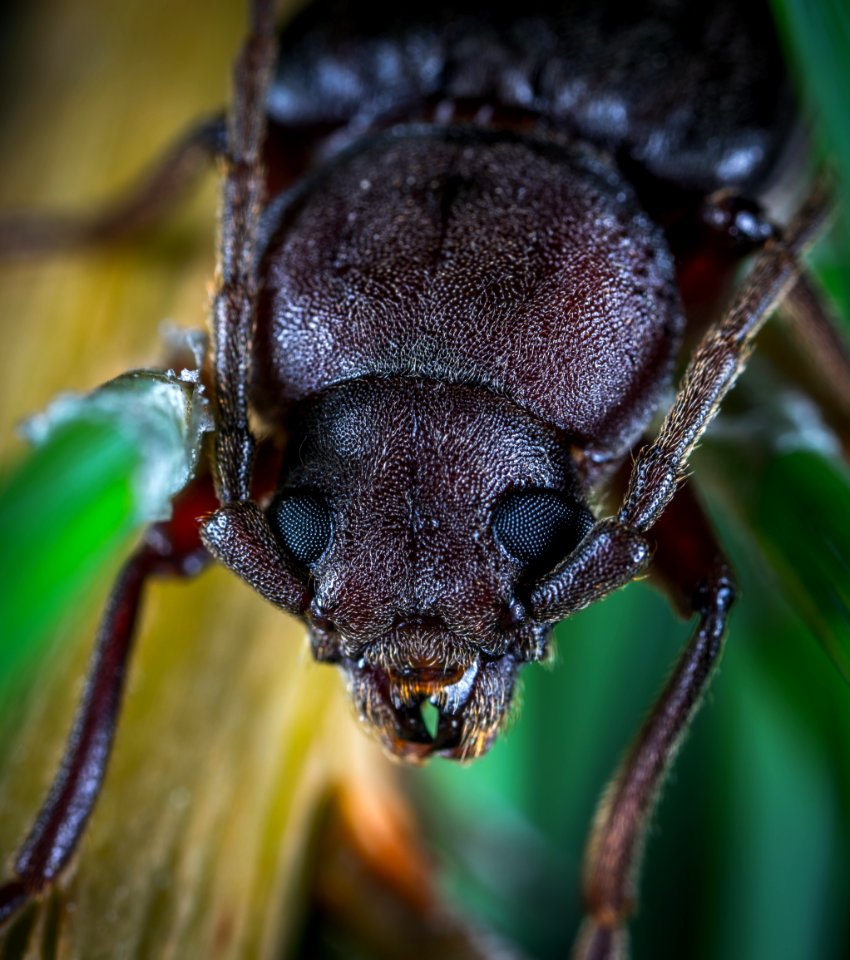 Macro Photo Of A Brown June Beetle