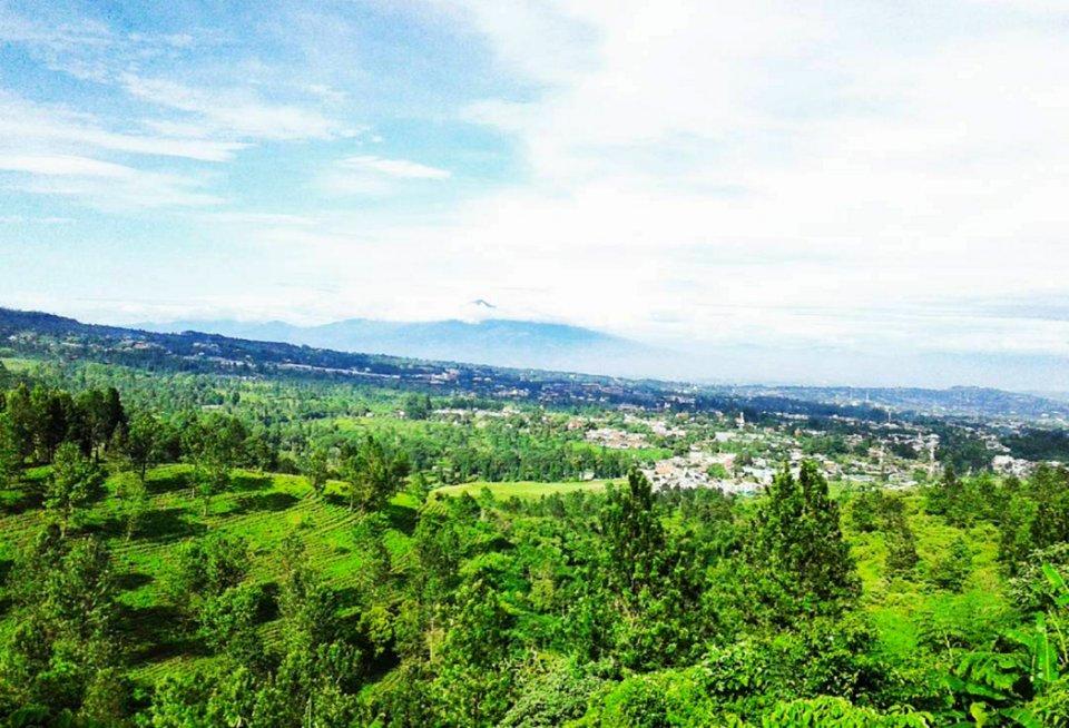 Green Plant Covered Plain With Mountain In The Background