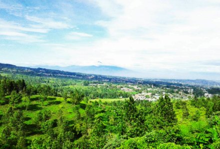 Green Plant Covered Plain With Mountain In The Background