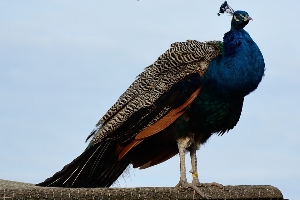 Feather peacock feathers plumage