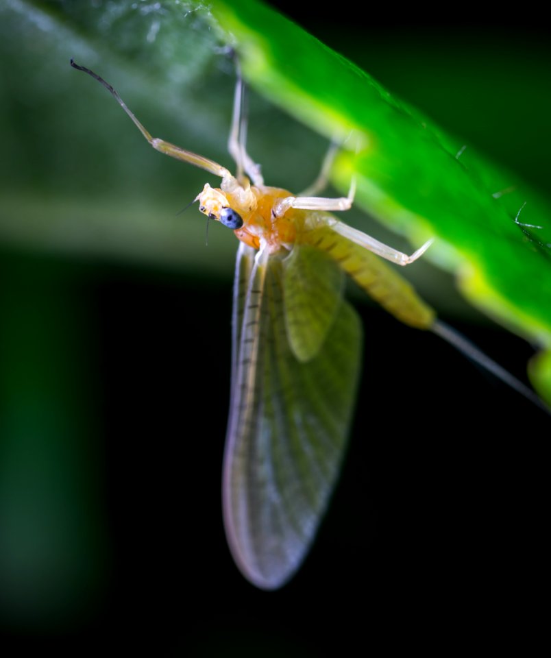 Macro Photo Of A Beige Mayfly On Green Leaf