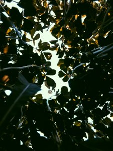 Low-angle Photography Of Leaves And Sky