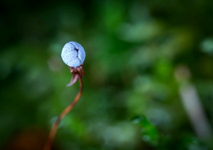 Selective Focus Photography Of Blue Flower Bud photo