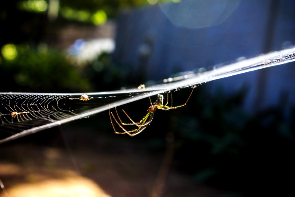 Garden Spider On Web In Close-up Photography