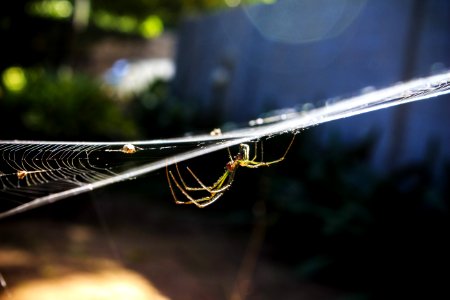 Garden Spider On Web In Close-up Photography photo