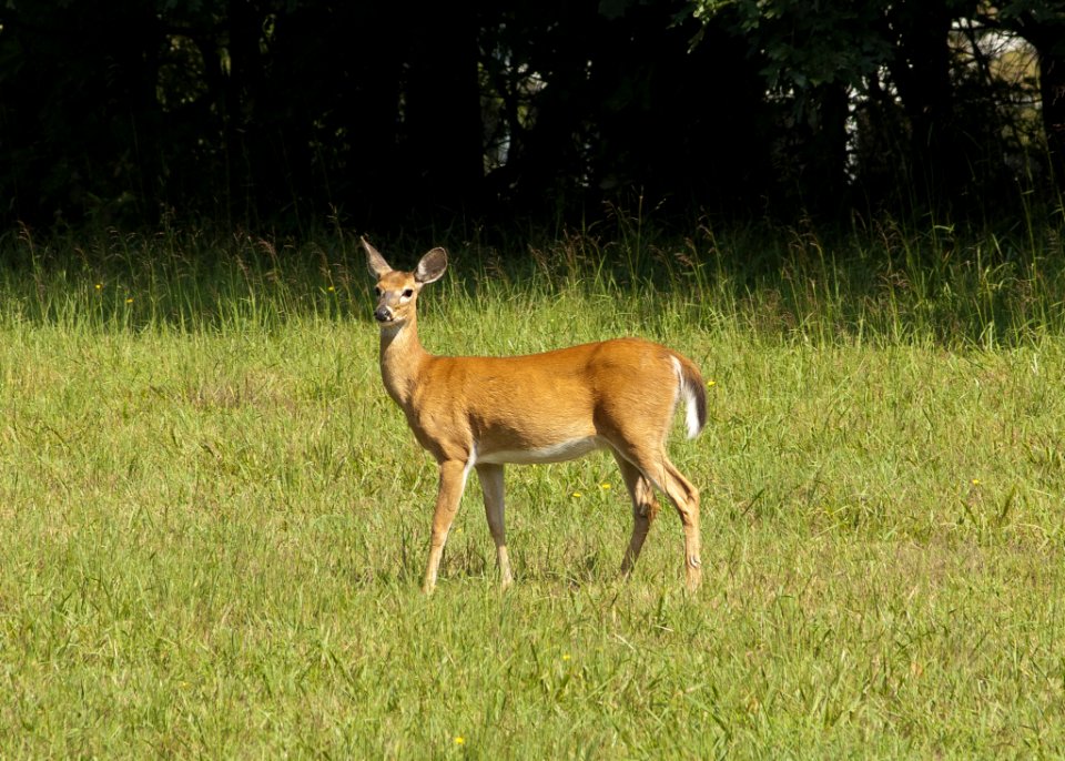 Brown Deer photo