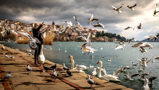 Woman Wearing Black Jacket Standing Near Ocean With Swan And Birds