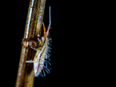 Macro Photo Of A Beige And Brown Bug Larvae On Brown Stem photo