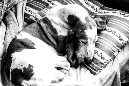 Grayscale Photography Of Basset Hound Sleeping photo