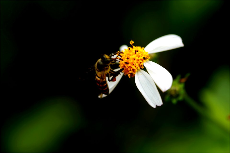 Macro Photography Of Bee On White Petal Flower