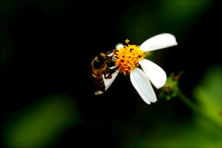 Macro Photography Of Bee On White Petal Flower photo