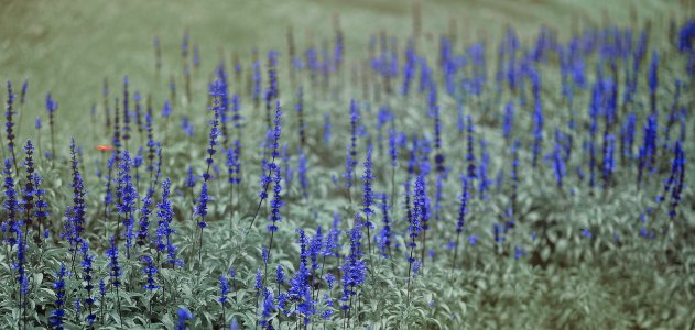 Blue And Green Flowers